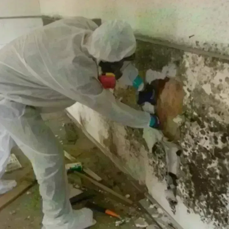 Mold Remediation and Removal in Dayton, VA